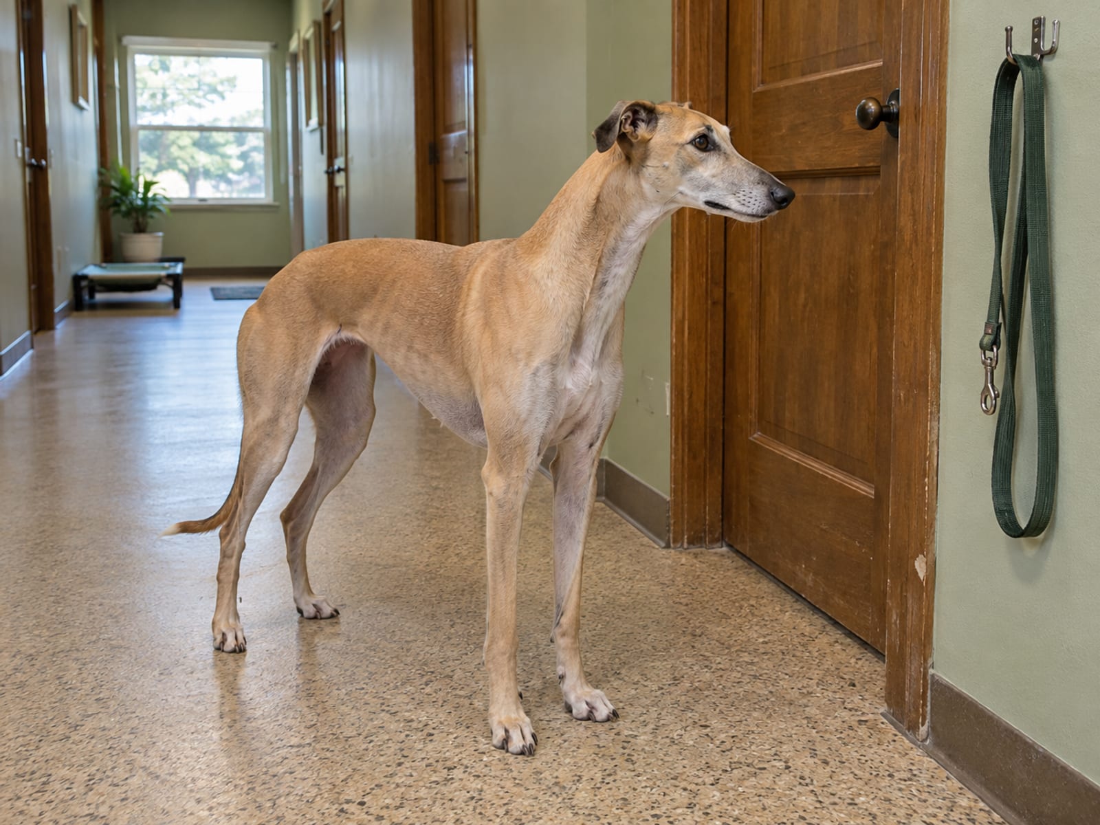 Fawn Greyhound standing quietly in a rubber-floored hallway beside a closed door, with a slack leash hanging on a wall hook