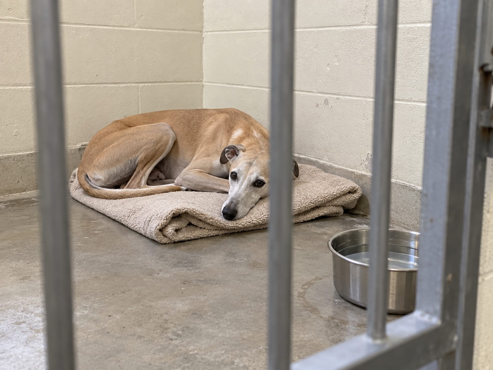 Tan Whippet resting on a folded blanket inside a clean indoor run with a closed gate and a full steel water bowl