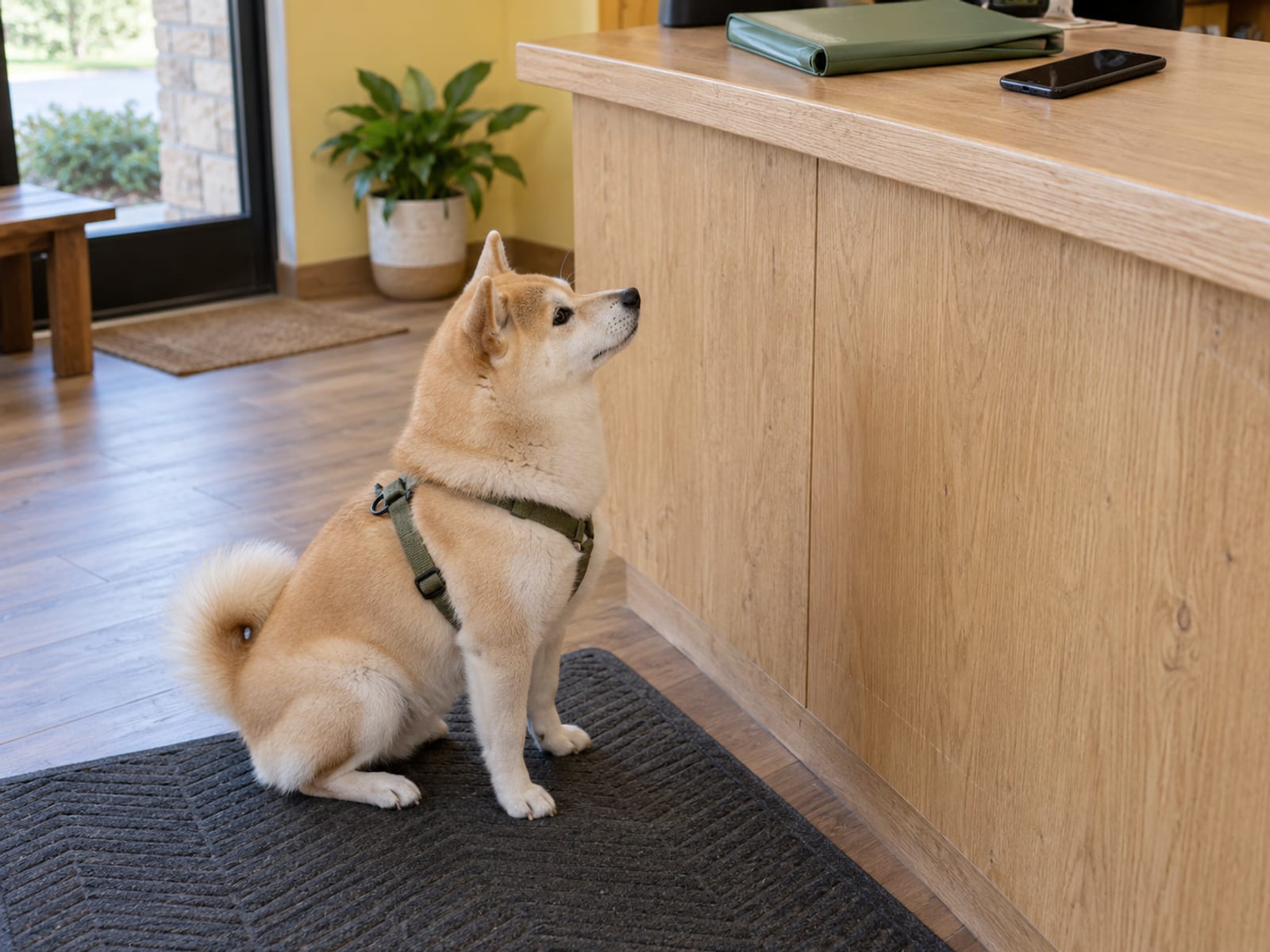 Shiba inu color crema sentado con educación sobre un tapete de hule en el mostrador de una guardería canina, con una carpeta cerrada y un teléfono apagado encima