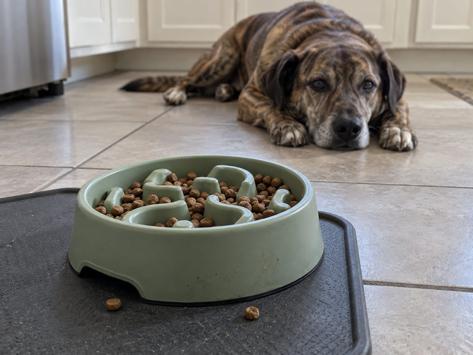 Slow-feeder bowl with kibble on a kitchen floor mat, a large dog lying nearby
