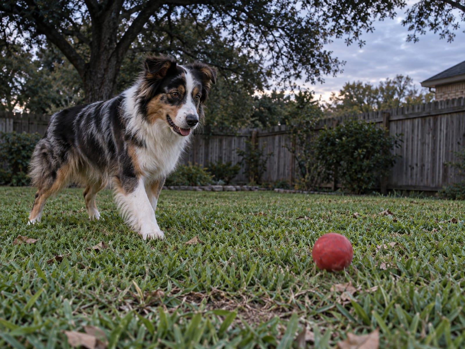Tricolor Australian shepherd standing alert on a backyard lawn at dusk, watching a rubber ball roll across the grass