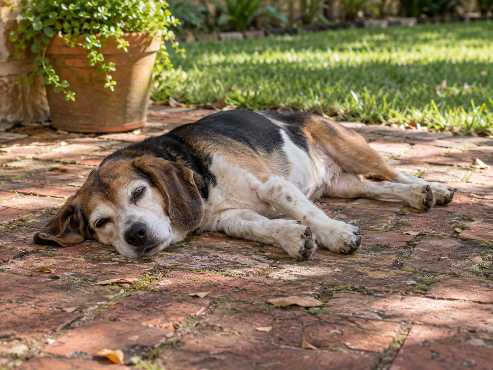 Grey-muzzled beagle mix lying in a patch of sun on a brick back patio, relaxed and comfortable