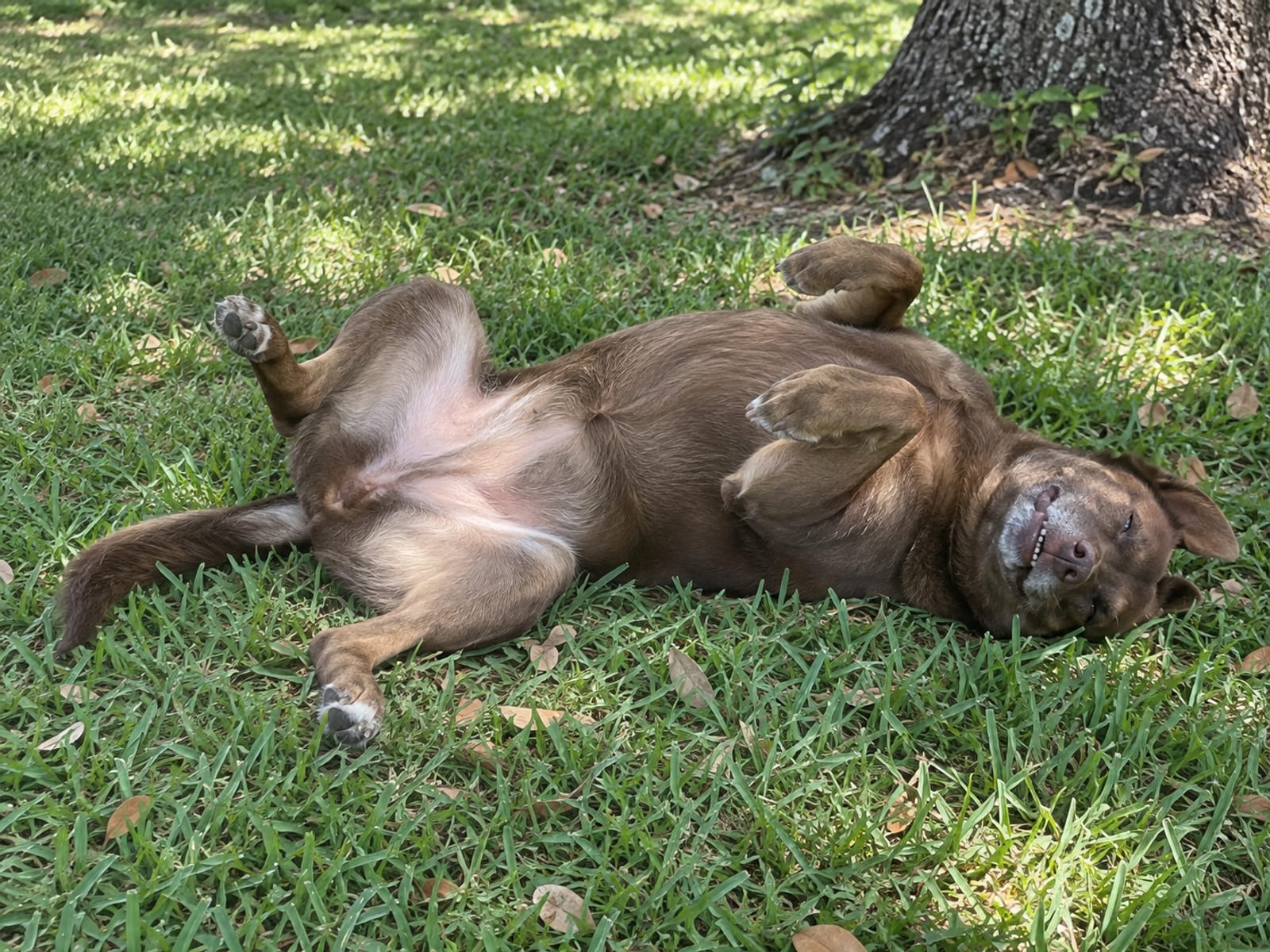 Mixed-breed dog lying on its back on the grass in a loose sprawl with soft bent legs and half-closed eyes