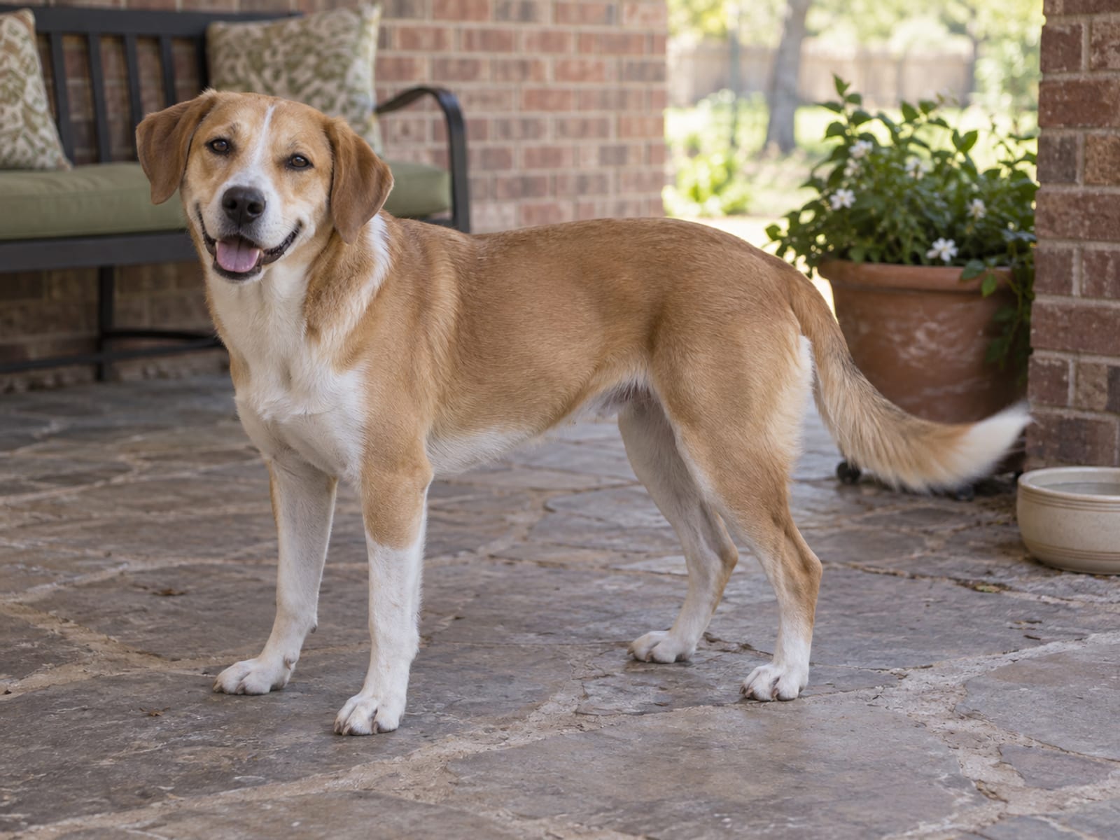 Mixed-breed dog standing side-on on a patio with a loose curved body, a low sweeping tail wag and a relaxed face