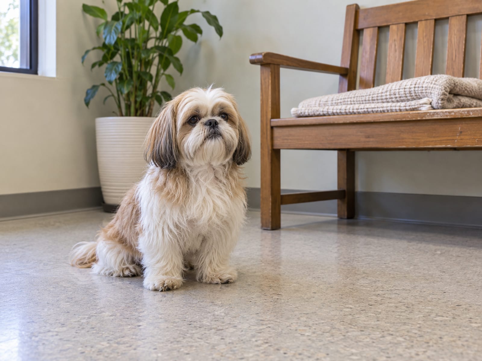 Shih tzu sitting calmly on the floor of a veterinary waiting area beside a plain bench with a folded blanket