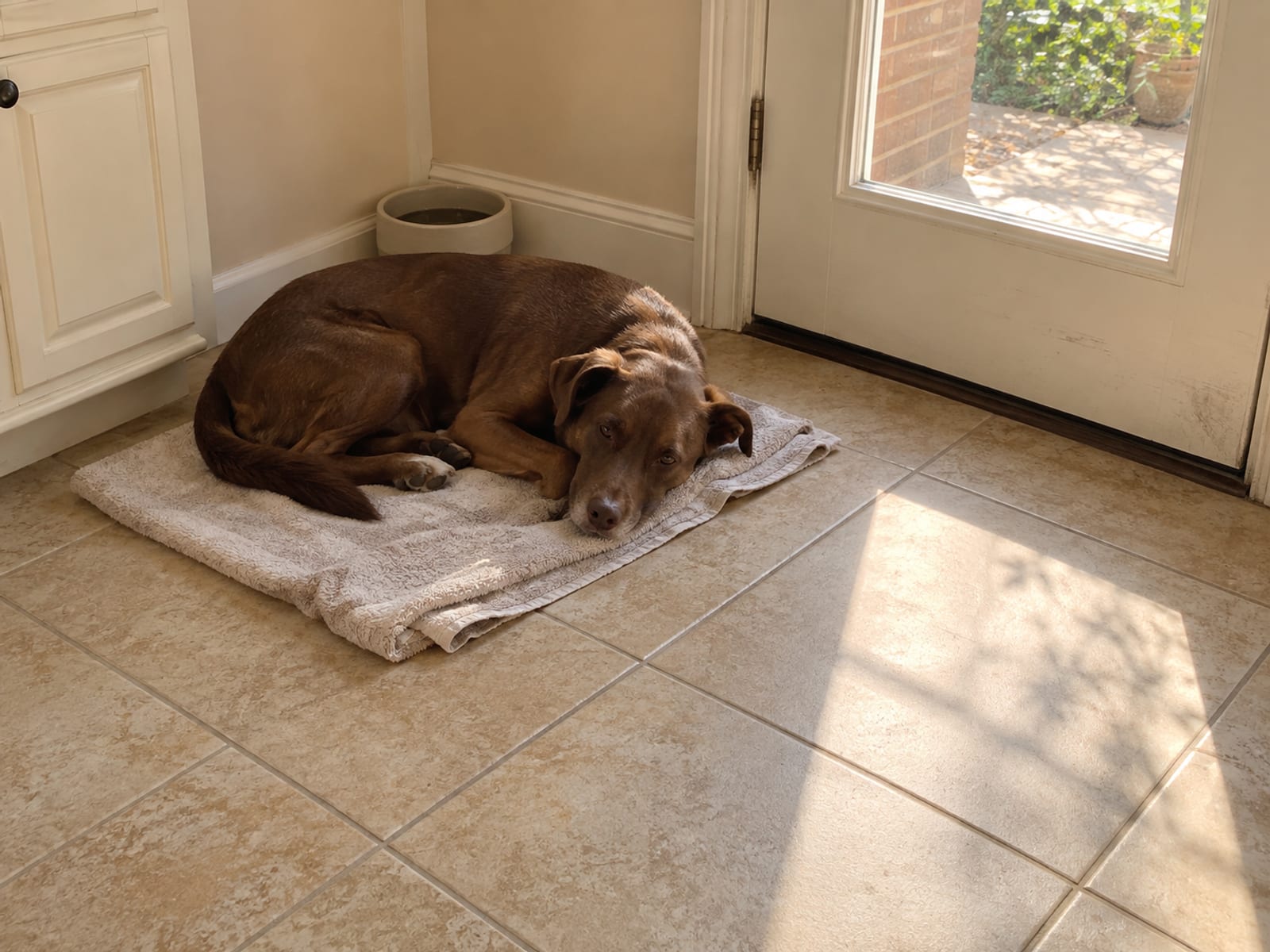 Brown dog lying on a folded towel in a quiet kitchen corner near the back door, afternoon light across the floor