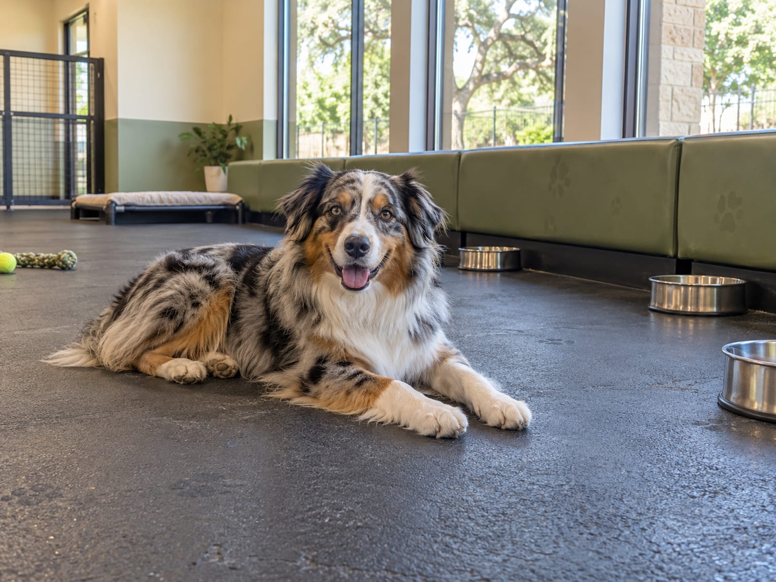Australian shepherd lying on a clean rubber-floored daycare room beside a low padded bench with empty water bowls and tall windows