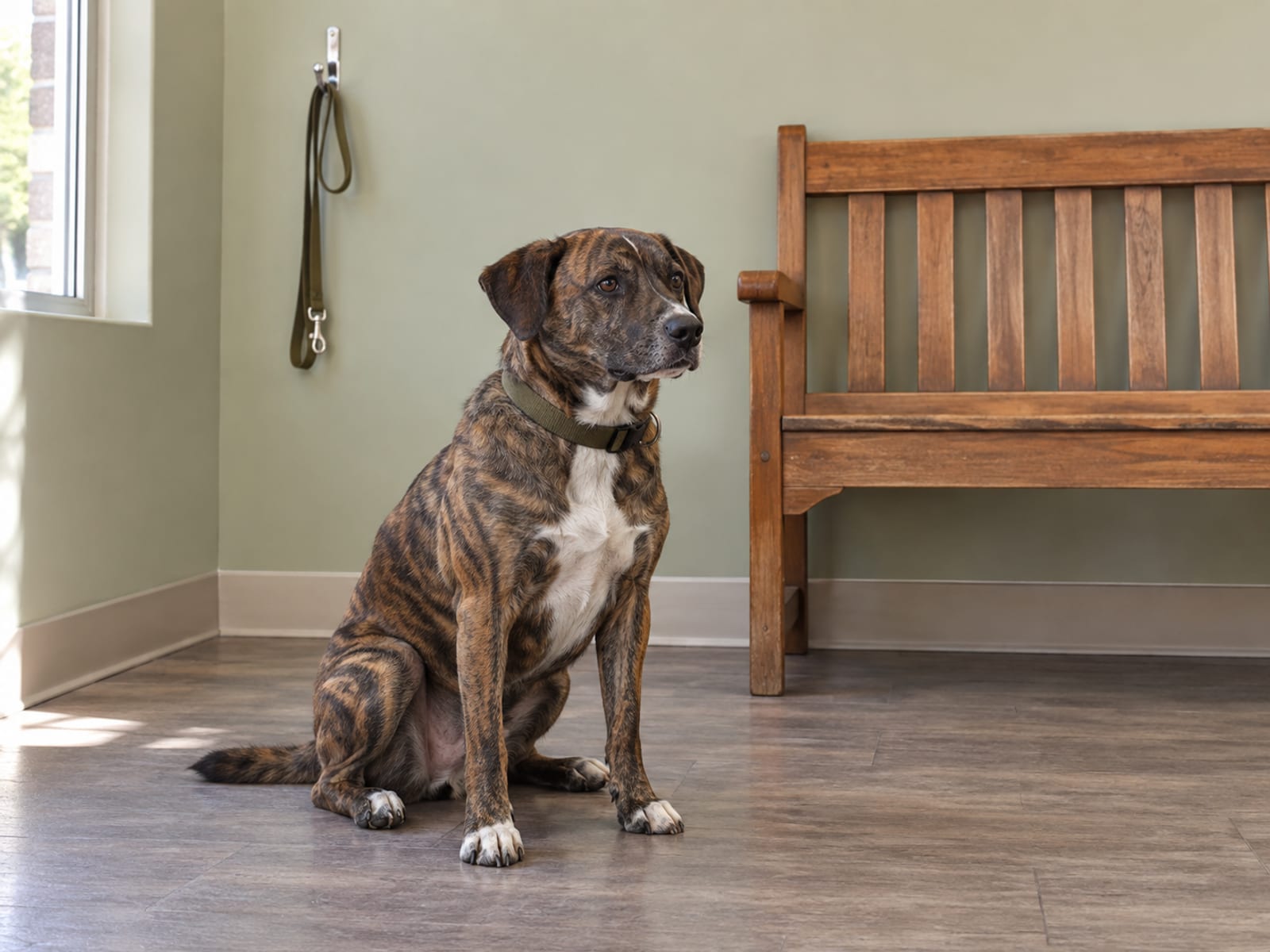 Dog sitting calmly on the floor of a veterinary clinic waiting area beside a plain bench, a leash hanging from a wall hook