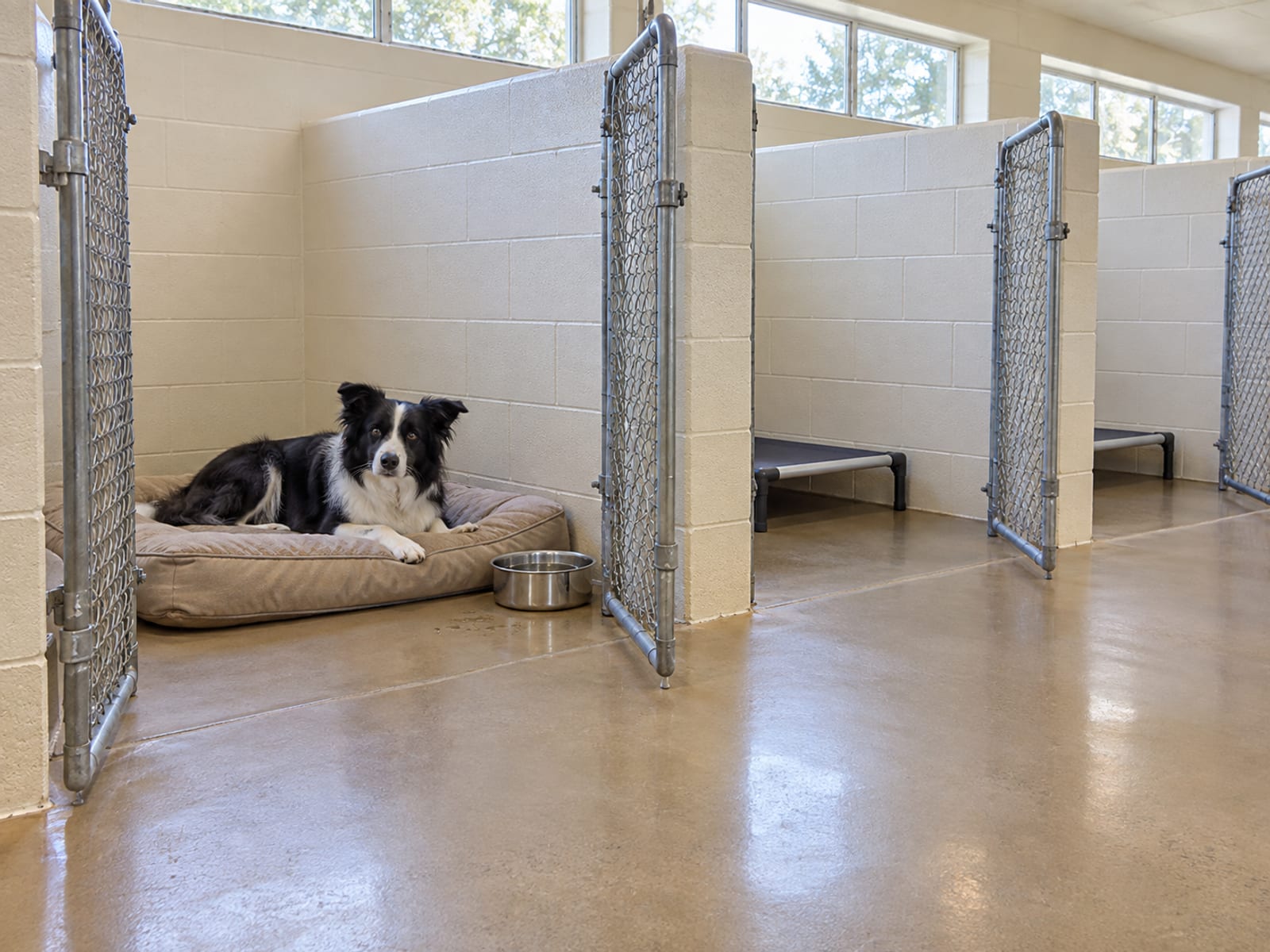 Black and white border collie lying on a dog bed inside a spacious indoor kennel run with its gate open, a full steel water bowl beside it and two empty runs next door