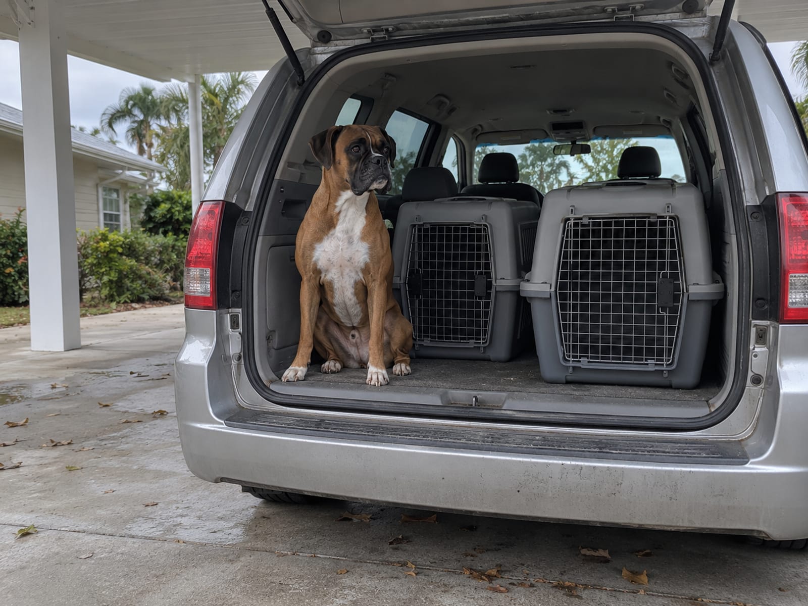 Boxer sitting in the open cargo area of a parked minivan beside two closed crates under a carport