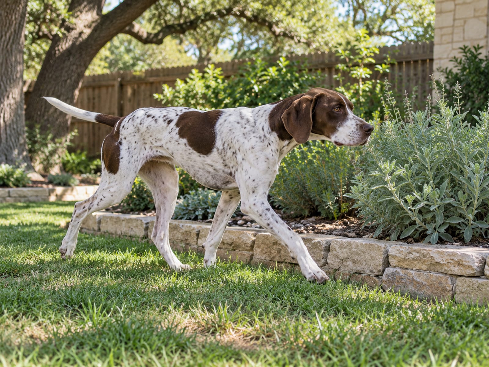 Lean pointer mix trotting along the edge of a backyard lawn beside a low garden border