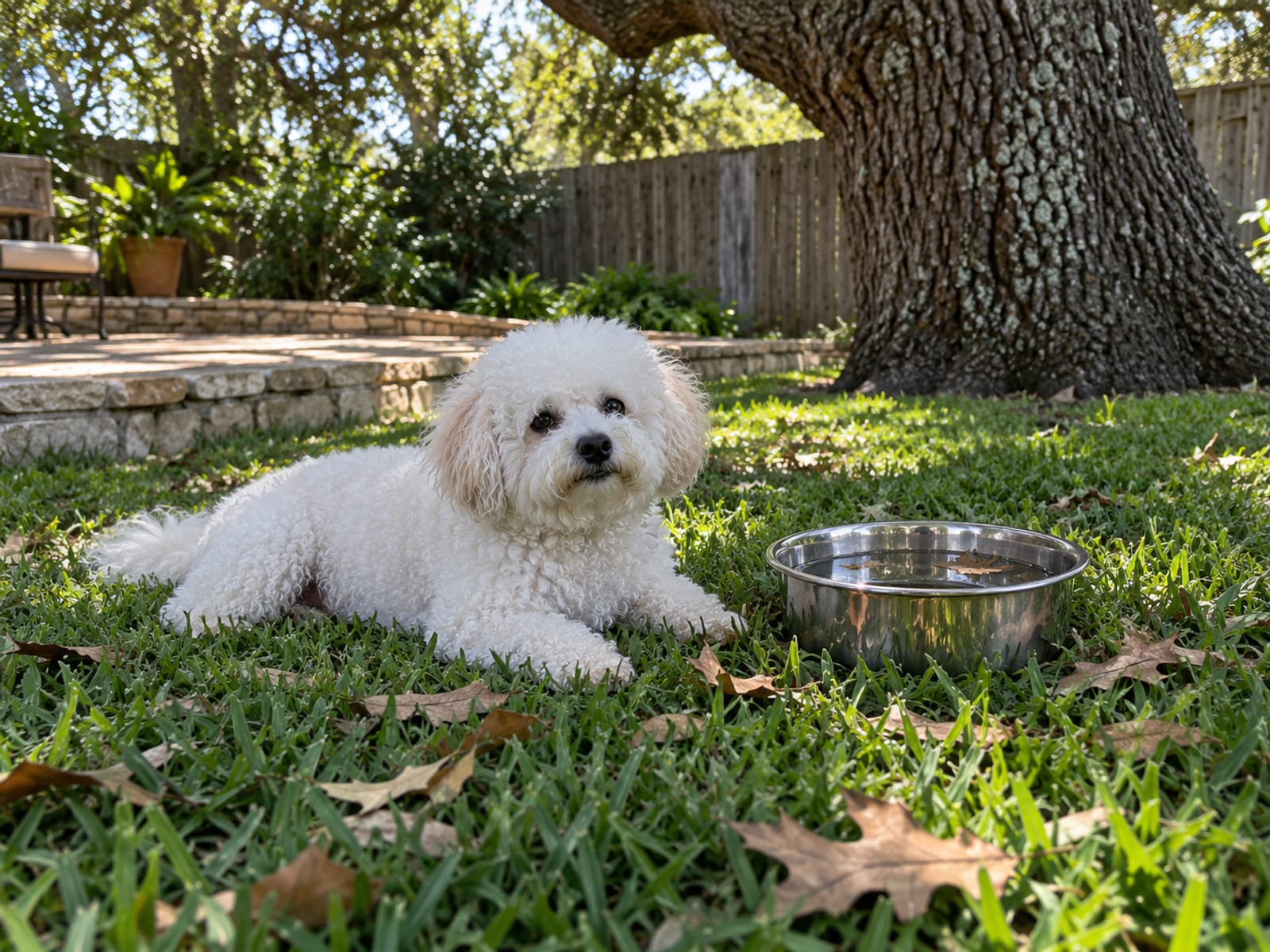 White Bichon frise lying in the shade of a live oak on St. Augustine grass beside a full steel water bowl