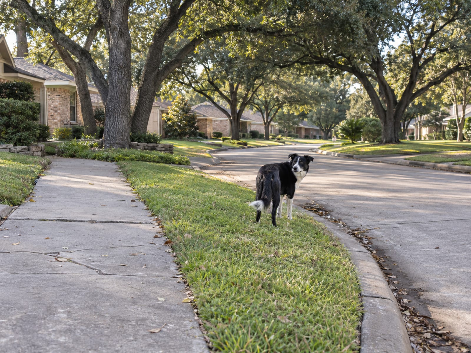 Black and white mixed-breed dog standing at a distance on a quiet neighborhood street corner, looking back over its shoulder