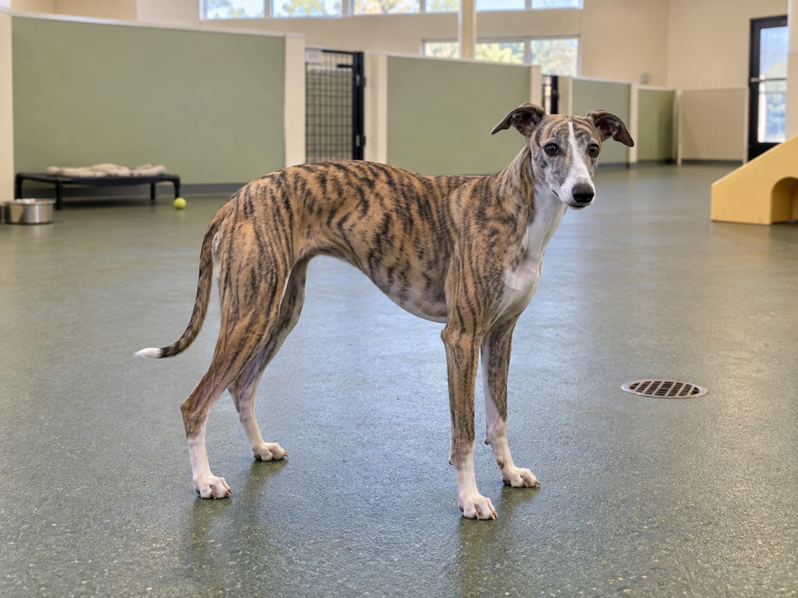 Un whippet parado en un salón de juegos interior luminoso con piso liso de hule, divisiones bajas y un desagüe de piso al fondo