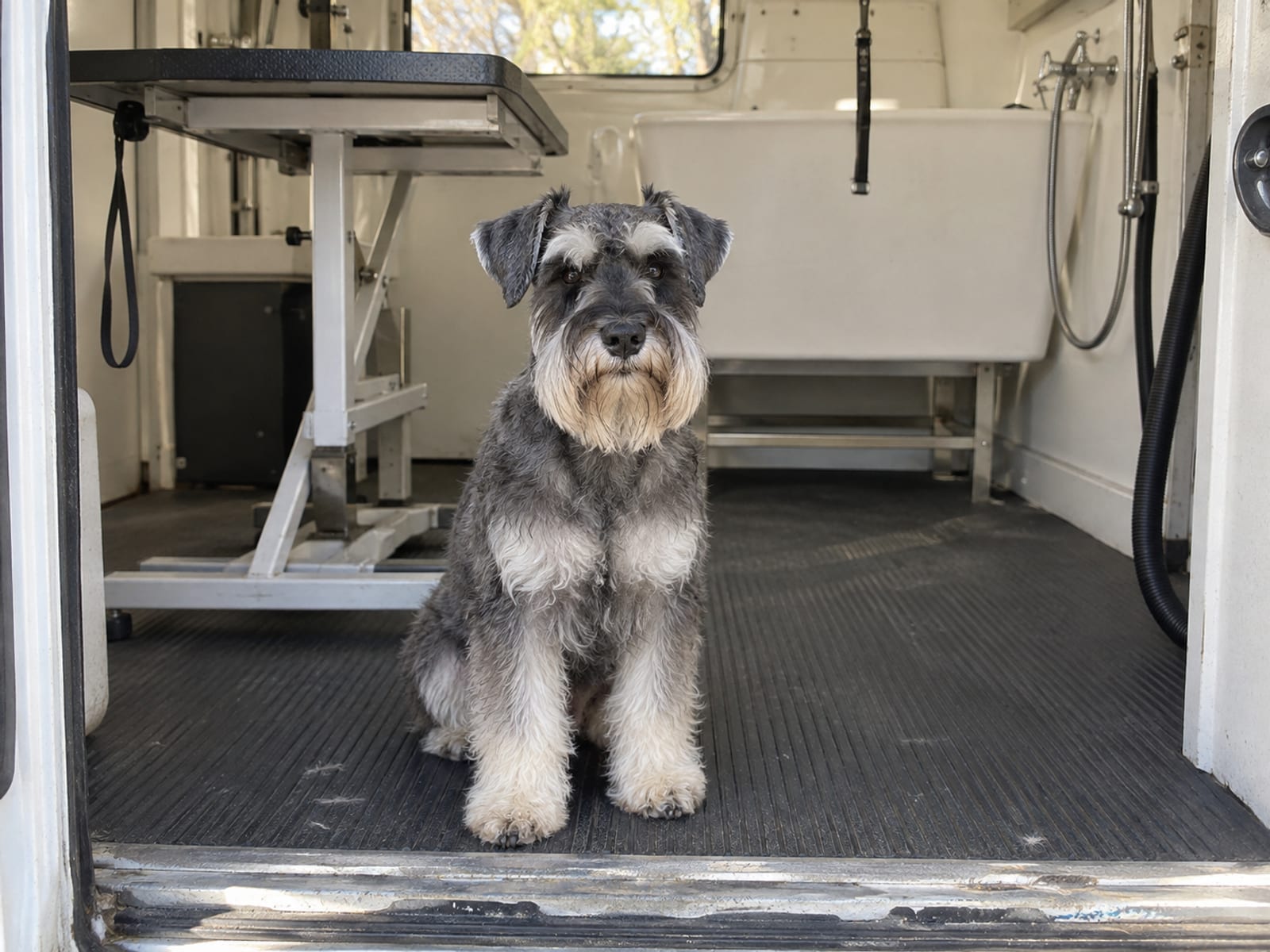 Miniature schnauzer sitting on a rubber mat inside the back of a small grooming van beside a folding table and tub