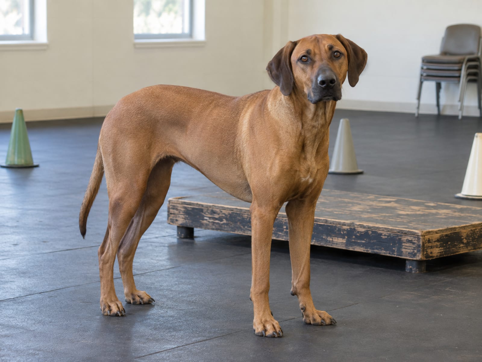 Rhodesian ridgeback mix standing on a rubber mat in front of a low wooden platform and cones in a group class room