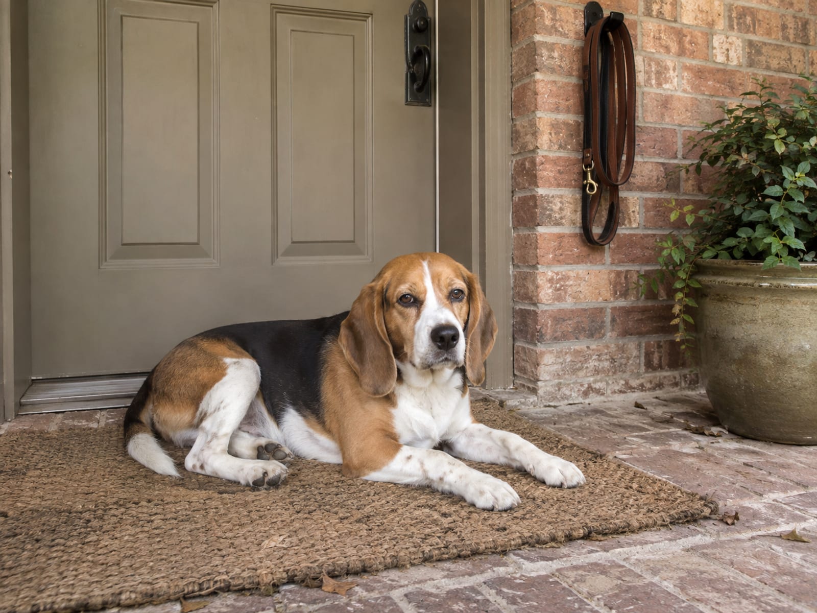 Beagle acostado en un tapete de entrada en un porche de ladrillo junto a una maceta, con una correa enrollada colgada de un gancho junto a la puerta