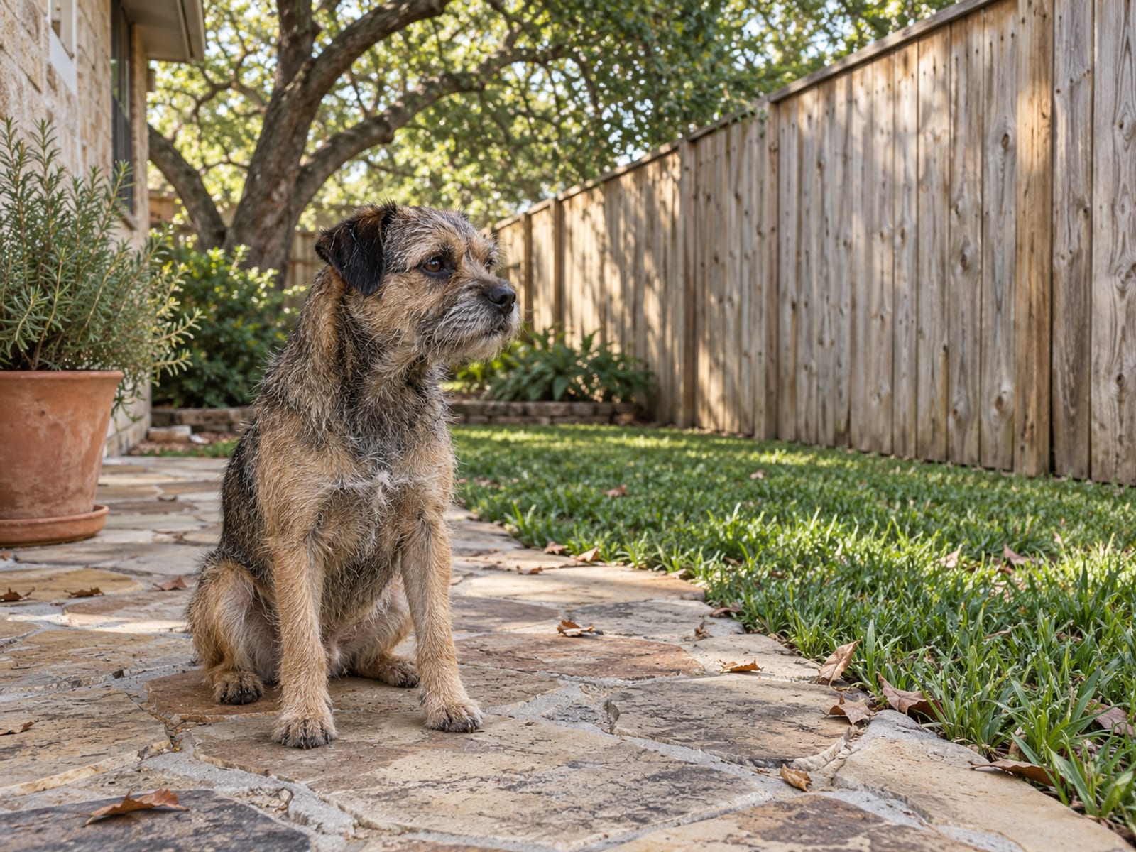 Grizzle and tan Border terrier sitting quietly on a stone patio next to a tall wooden privacy fence