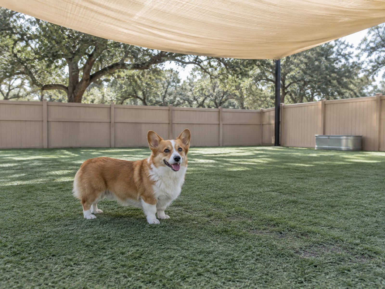 Pembroke Welsh corgi standing on artificial turf in an empty dog daycare play yard under a shade sail with a low fence