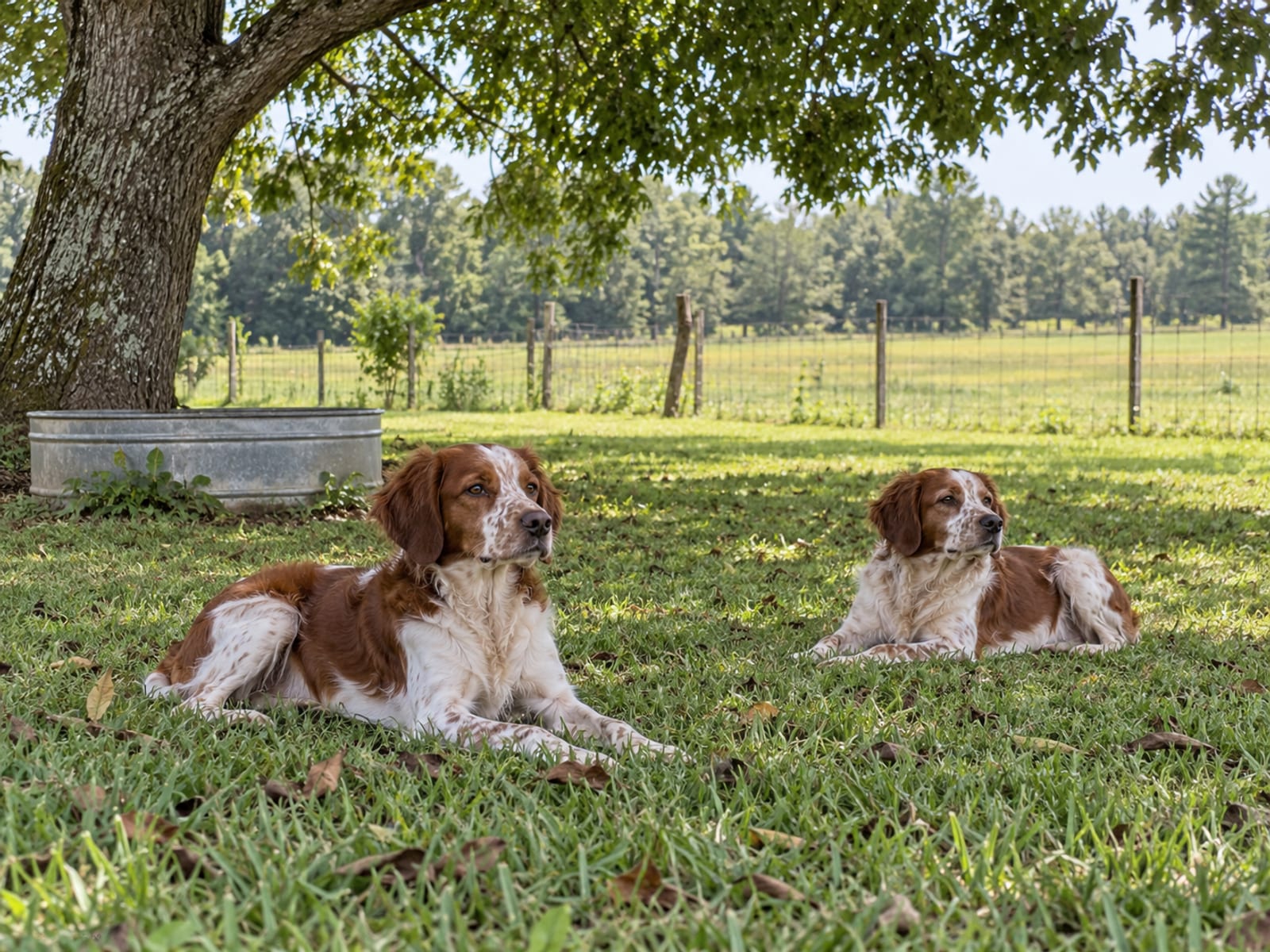 Two adult Brittany spaniels resting on clean grass in a large fenced farmhouse yard beside a shade tree, a water trough nearby