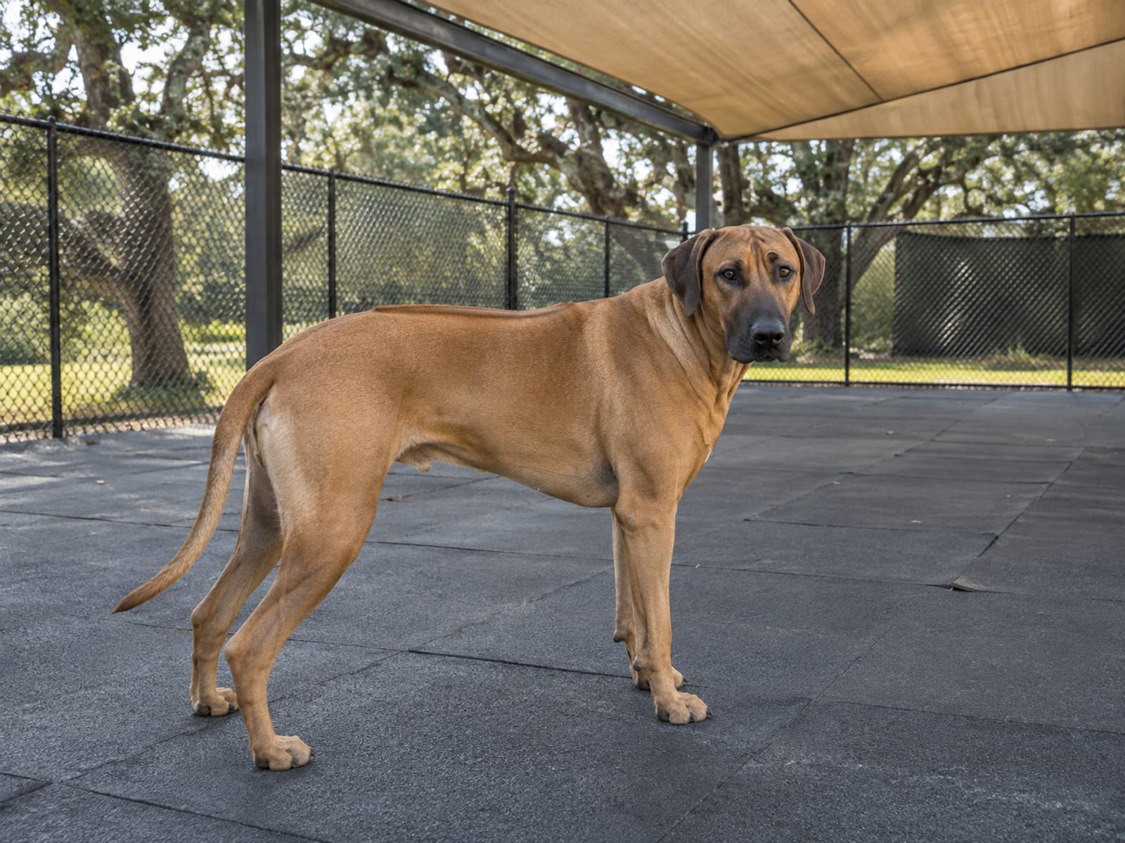 Rhodesian ridgeback standing in a clean fenced daycare play yard with a covered shade structure and rubber-matted floor
