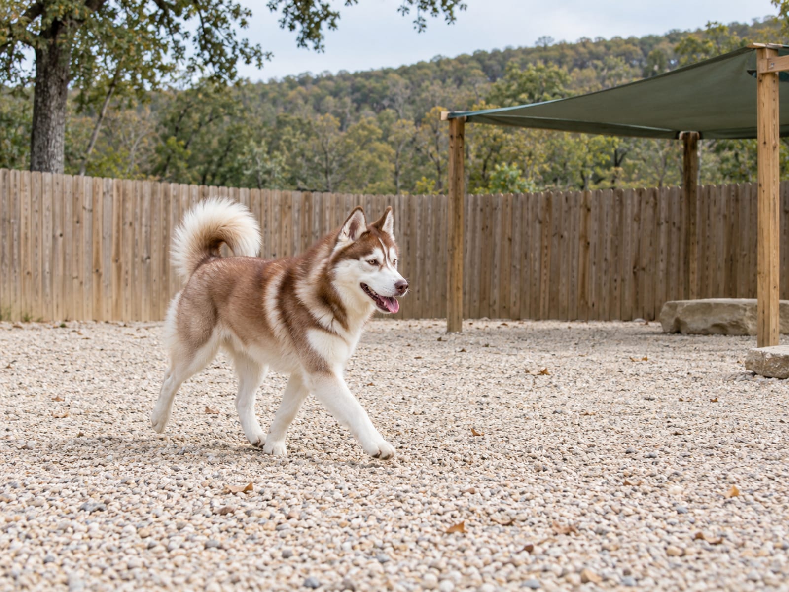 Red and white Siberian husky trotting across a clean fenced gravel play yard with a low shade structure and trees beyond the fence