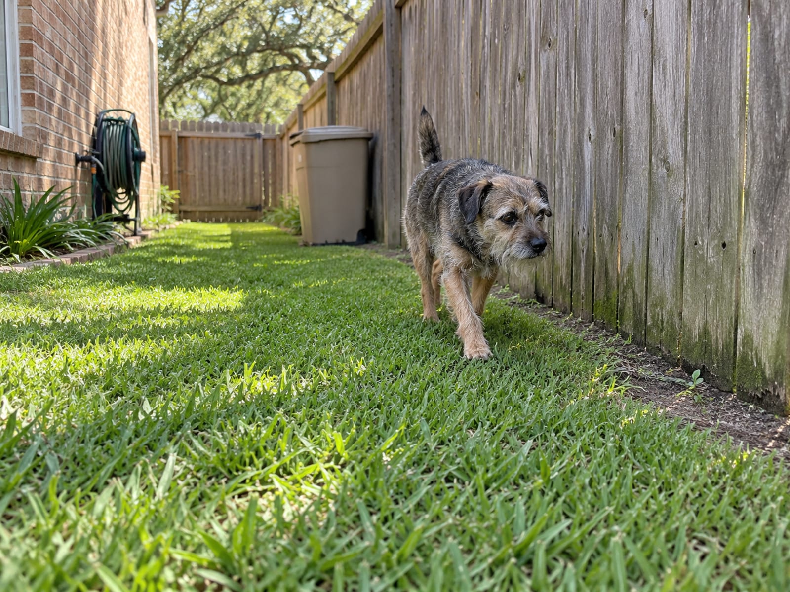 Grizzle and tan Border terrier on a freshly mowed side yard along a wooden fence, a closed lidded bin standing beside the fence