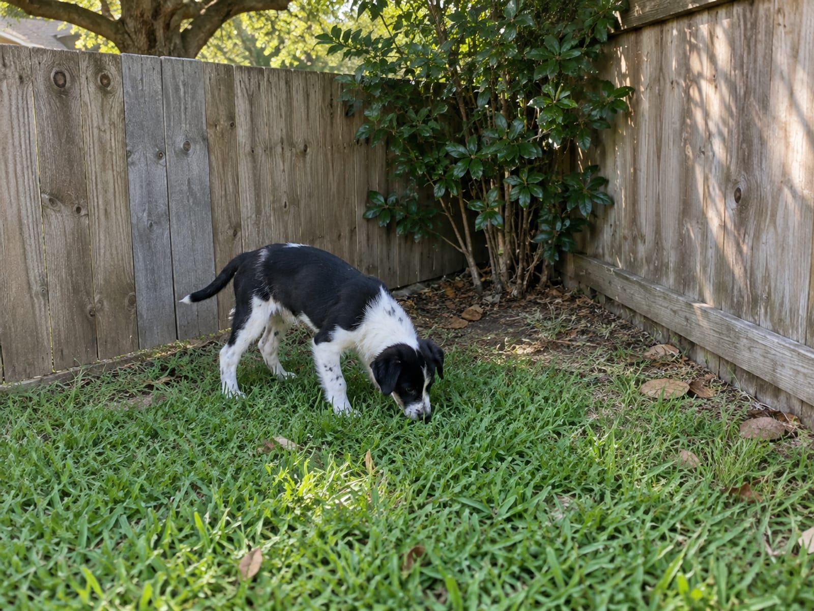 Puppy sniffing the grass in a backyard corner beside a wooden fence