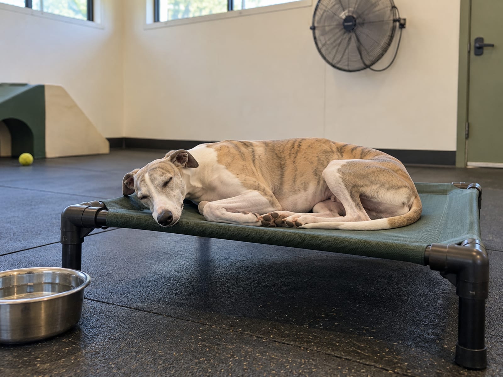 Whippet dormido en un catre elevado en una sala de juegos fresca de una guardería, con piso de hule, un ventilador de pared y un plato de agua cerca