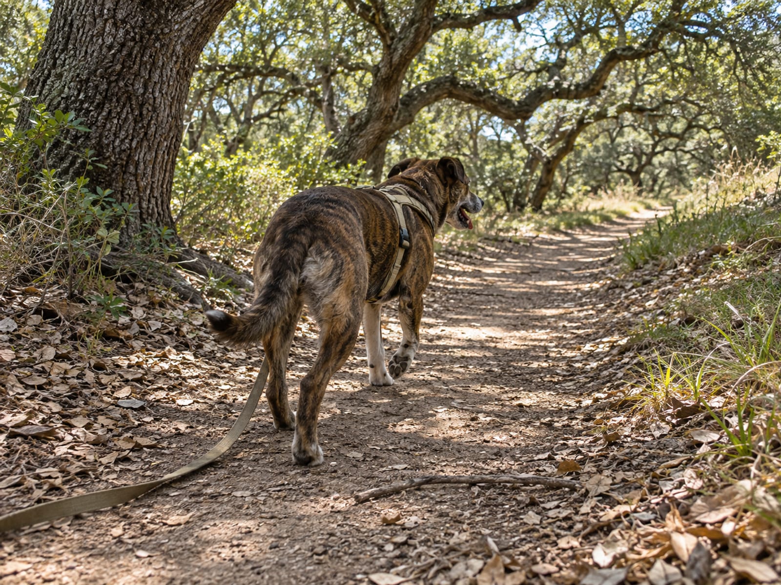 Perro caminando por un sendero de tierra a la sombra de unos encinos, con la correa floja colgando de su arnés