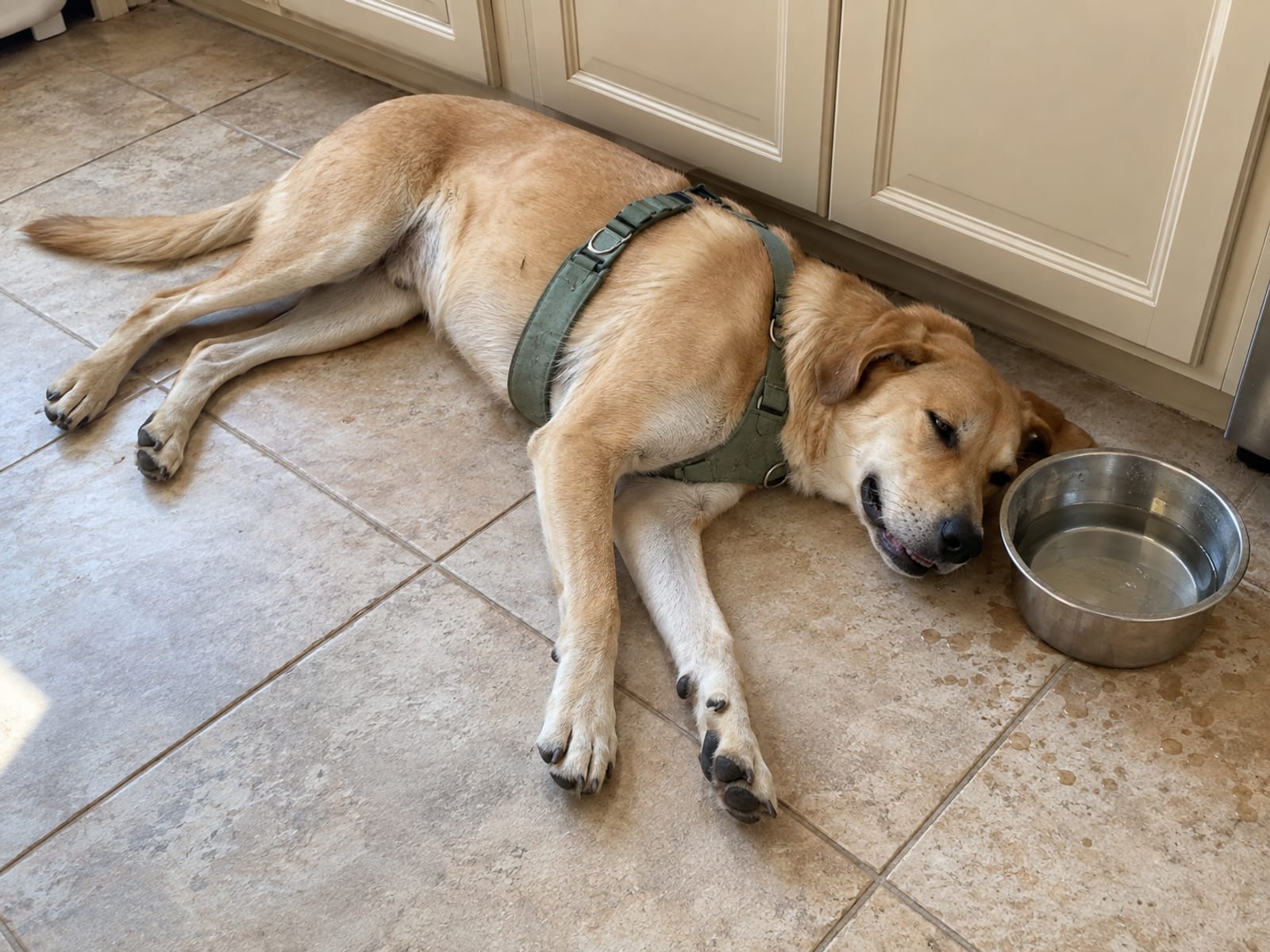 Dog lying on a cool tile floor beside a steel water bowl, still wearing its harness after a walk