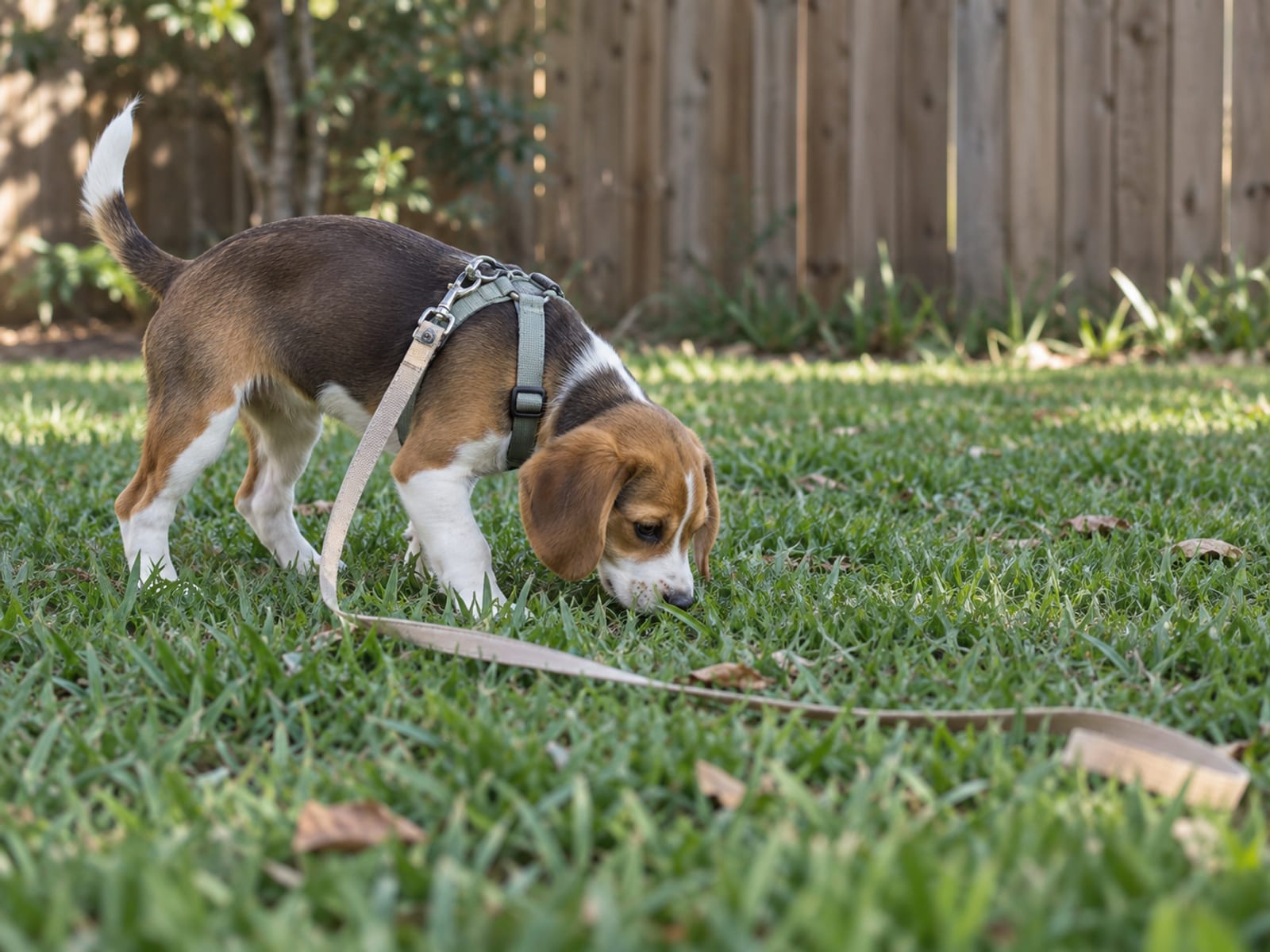 Puppy in a harness sniffing a patch of clean grass, its leash clipped to the harness and lying slack on the lawn
