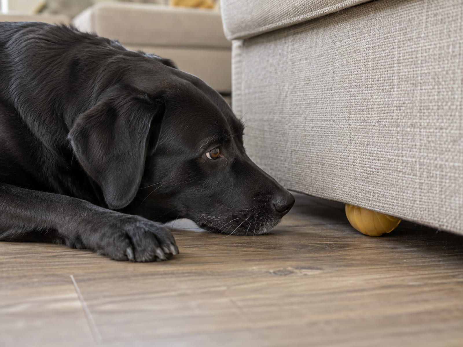 Black Labrador mix sniffing closely at a rubber toy half hidden under the edge of a sofa, whiskers nearly touching the fabric