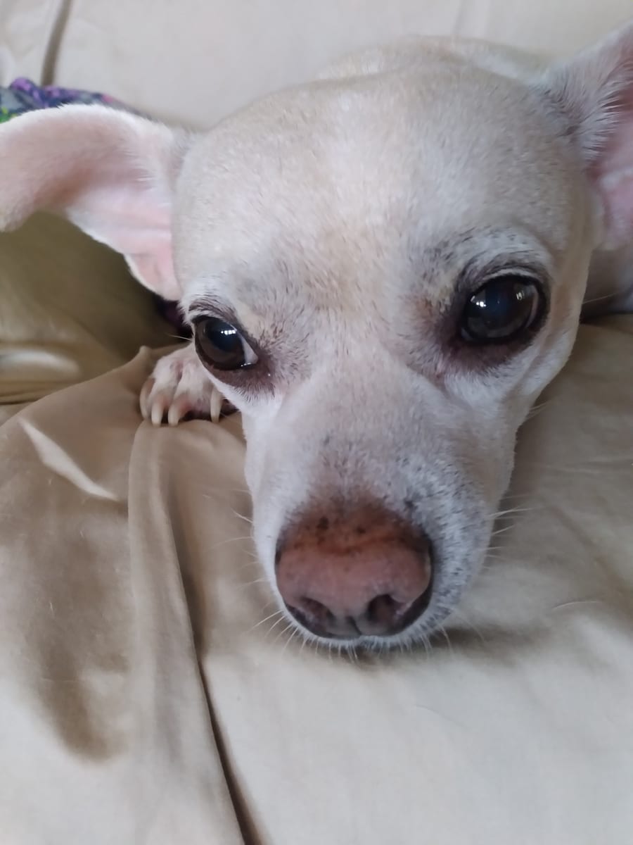 Nucky, el perro de Cal Hewitt, de pelo claro y orejas grandes, recostado en un sofá