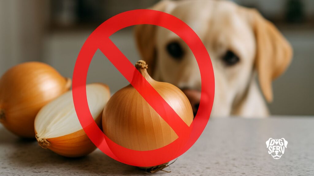 Close-up of raw onions with warning symbol and curious dog in background